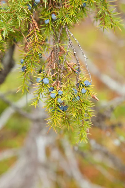 Juniperus communis — Photo