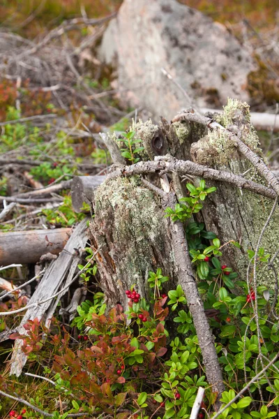 Lingonberry — Stock fotografie