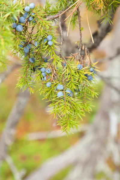 Juniperus communis Przewodniczący — Zdjęcie stockowe