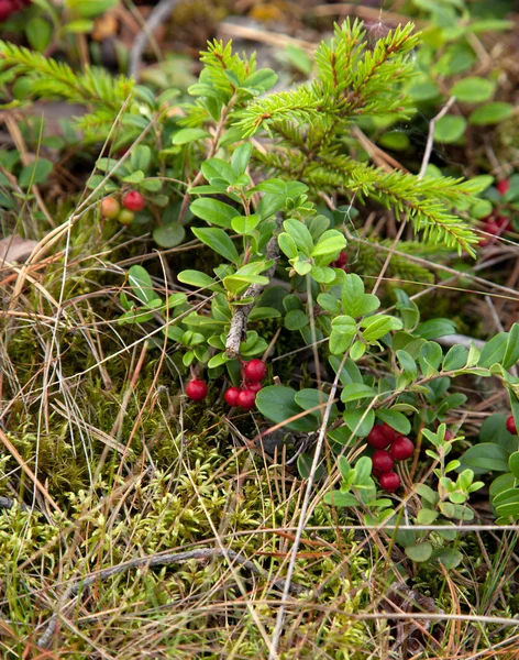 Preiselbeere — Stockfoto