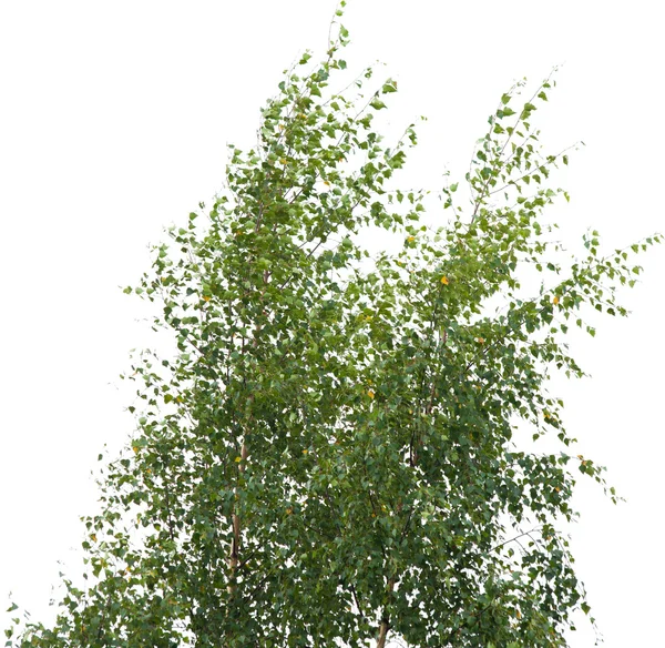 Silver birch — Stock Photo, Image