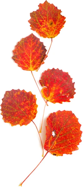 Höstens stilllife — Stockfoto