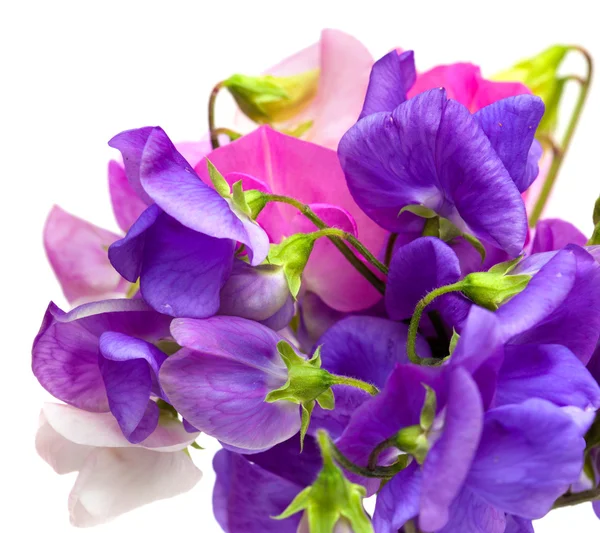 Sweet pea — Stockfoto