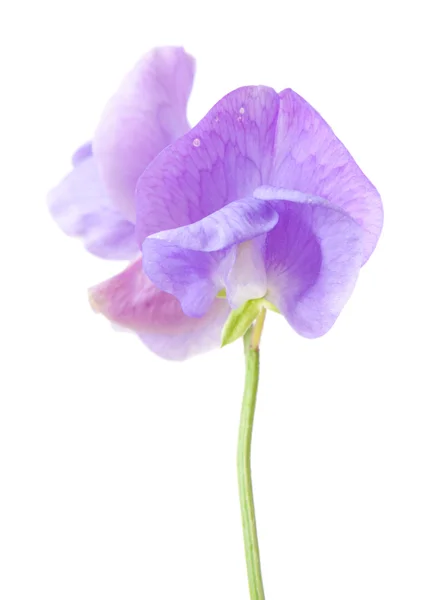 Sweet pea — Stock fotografie