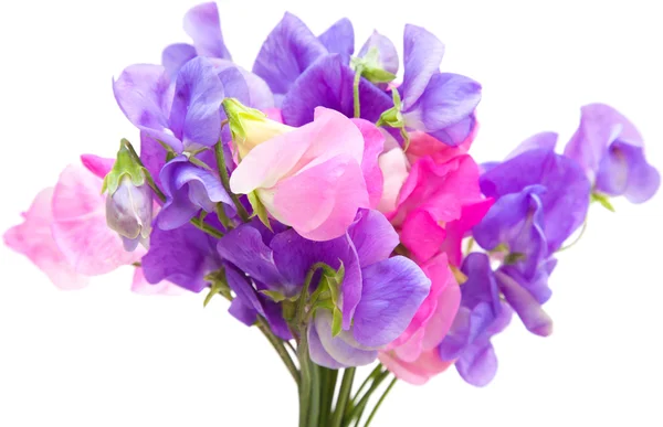 Sweet pea — Stockfoto