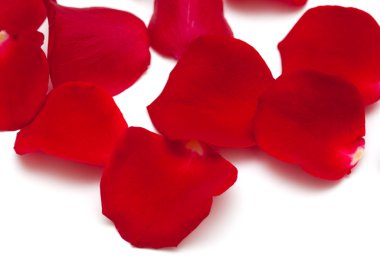 kırmızı gül yaprakları arka plan