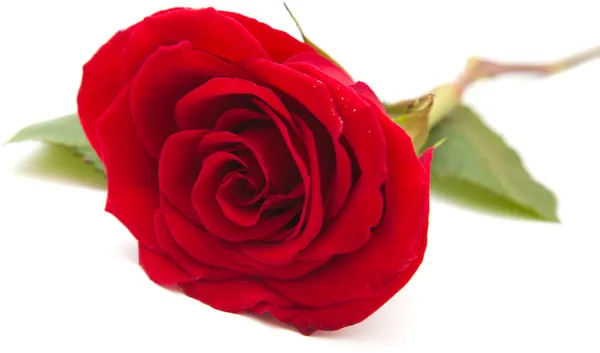 Fully opened red rose — Stock Photo, Image