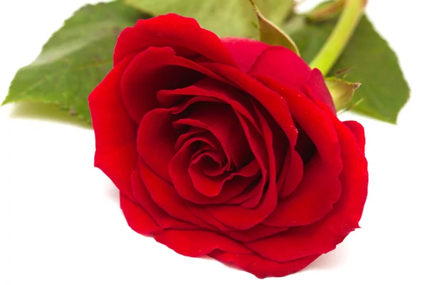 Fully opened red rose — Stock Photo, Image