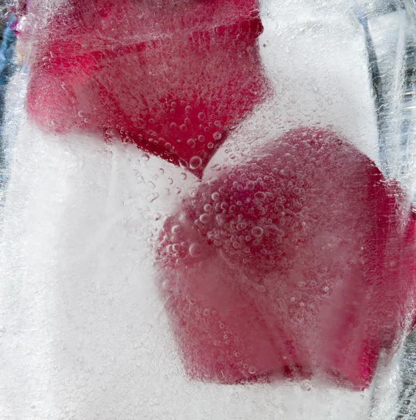 Icy plants — Stock Photo, Image