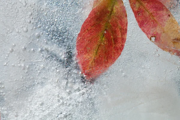 Ледяные растения — стоковое фото