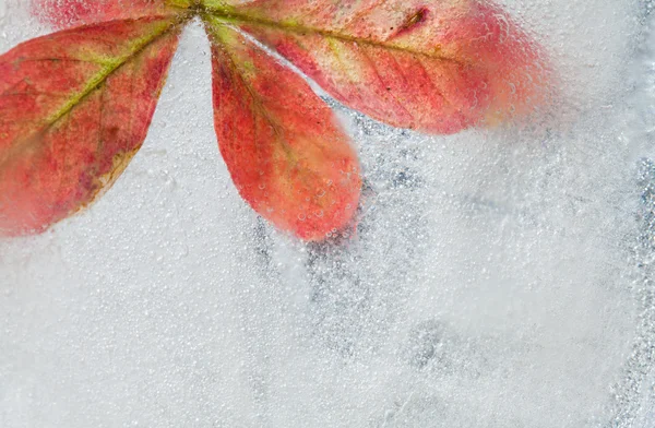 Icy plants — Stock Photo, Image