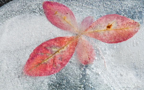 冰冷的植物 — 图库照片