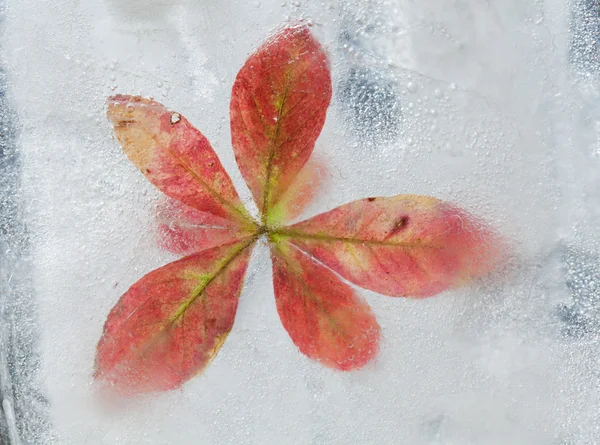 Icy plants — Stock Photo, Image