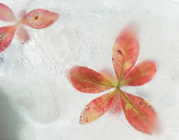 氷のような植物 — ストック写真