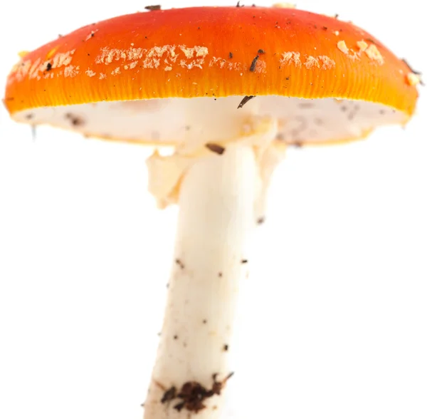 Fly agaric — Stock Photo, Image