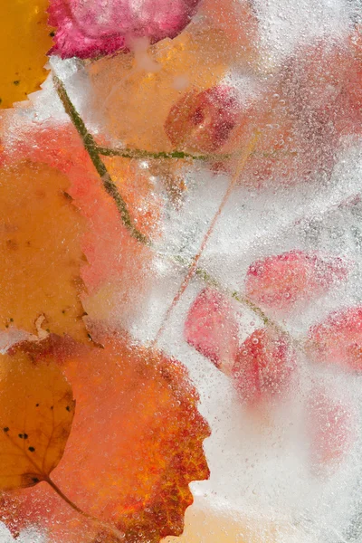 氷のような植物 — ストック写真