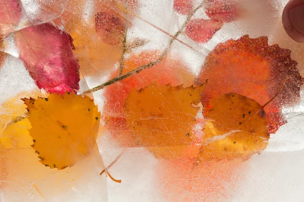 Icy plants — Stock Photo, Image