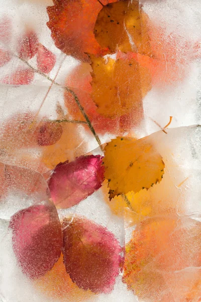 Icy plants — Stock Photo, Image