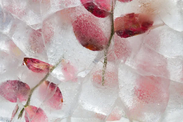 Icy plants — Stock Photo, Image