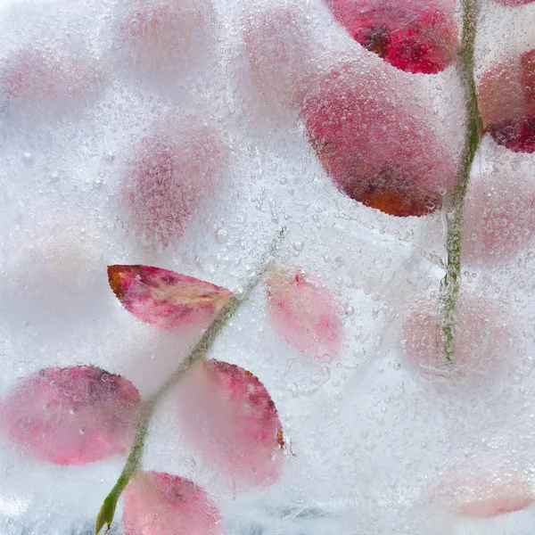 Plantas heladas —  Fotos de Stock