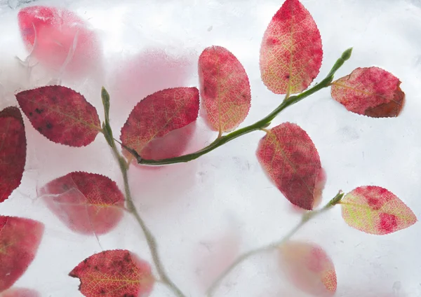 Icy plants — Stock Photo, Image