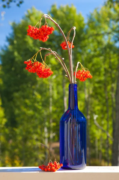 Ash berry bouquet in a blue bottle — Stock Photo, Image