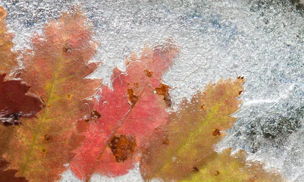 Icy plants — Stock Photo, Image