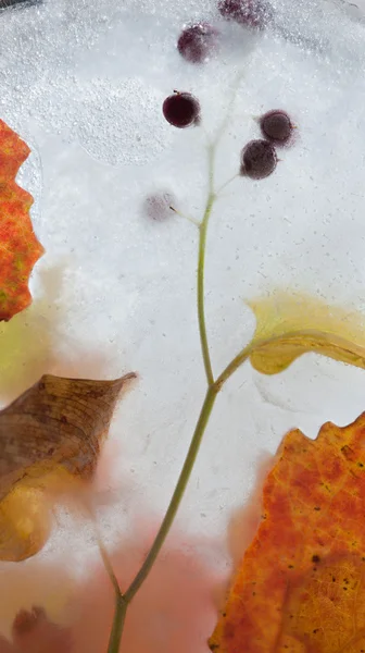 Icy plants — Stock Photo, Image