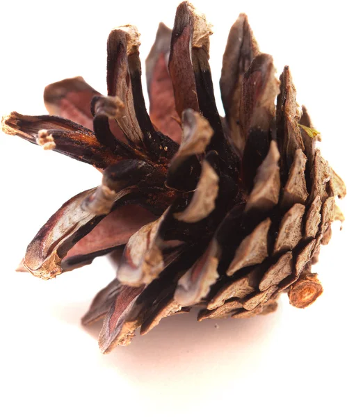 Pine cone — Stock Photo, Image