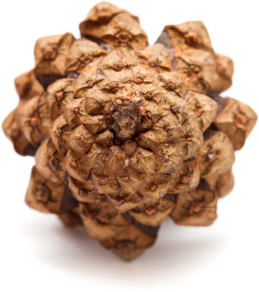 Pine cone — Stock Photo, Image