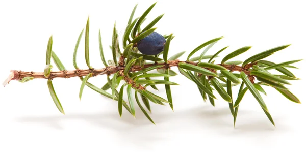 Juniper twig — Stock Photo, Image