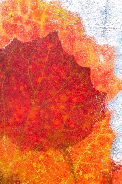 Icy plants — Stock Photo, Image