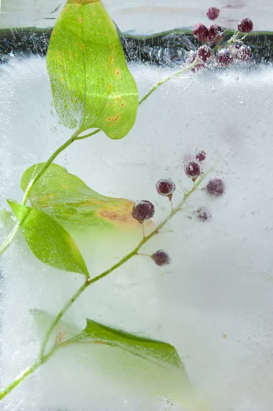 Icy plants — Stock Photo, Image