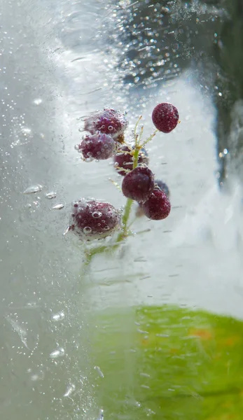 Icy plants — Stock Photo, Image