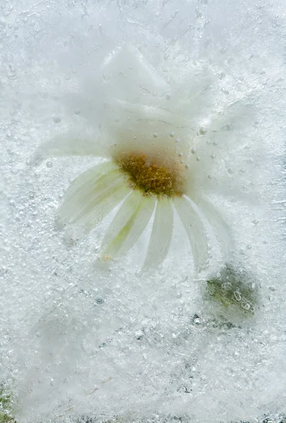 Icy plants — Stock Photo, Image