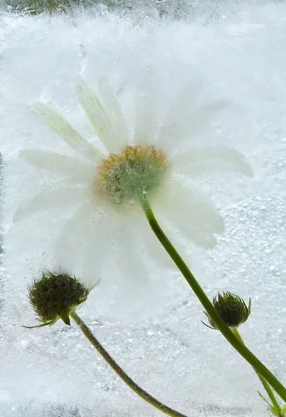 Buz gibi bitkiler — Stok fotoğraf