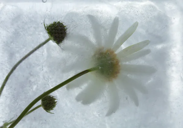 Rośliny lodowych — Zdjęcie stockowe