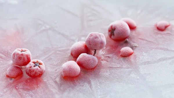 Icy plants — Stock Photo, Image