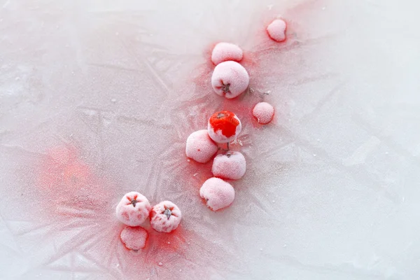 Icy plants — Stock Photo, Image