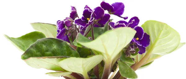 African violet — Stock Photo, Image