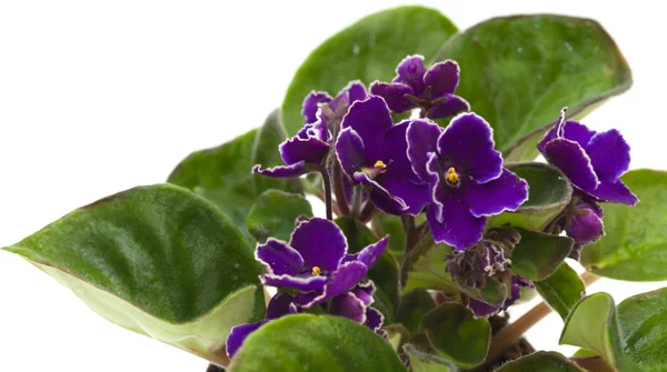 African violet — Stock Photo, Image