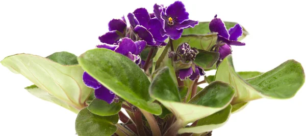 African violet — Stock Photo, Image