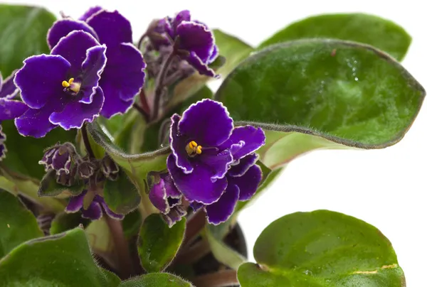 African violet — Stock Photo, Image