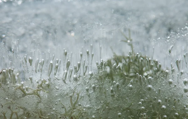 Icy plants — Stock Photo, Image
