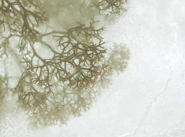 Icy plants — Stock Photo, Image