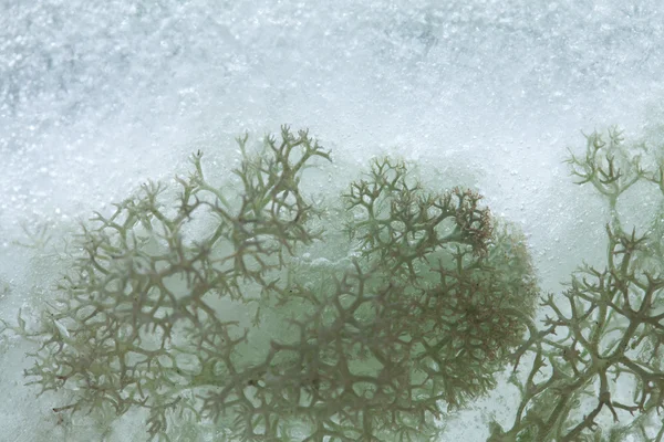 Icy plants — Stock Photo, Image