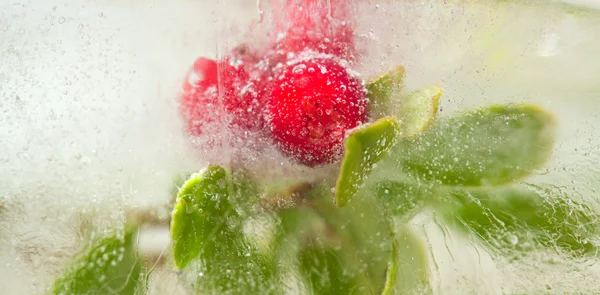 Icy plants — Stock Photo, Image