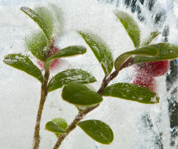 Ледяные растения — стоковое фото