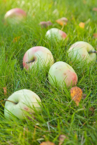 Herfst — Stockfoto