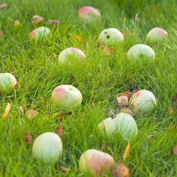 Otoño — Foto de Stock